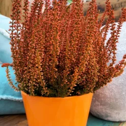 Knospenheide 'Picasso' Gefärbt, Farben Zufällig, Topf-Ø 12 Cm, 6er-Set 29 Knospenheide 'Picasso' Gefärbt, Farben Zufällig, Topf-Ø 12 Cm, 6er-Set -Garten Saat Verkäufe 0650100305 Callunavulgaris T12 orange gefaerbt Picasso 4 70094