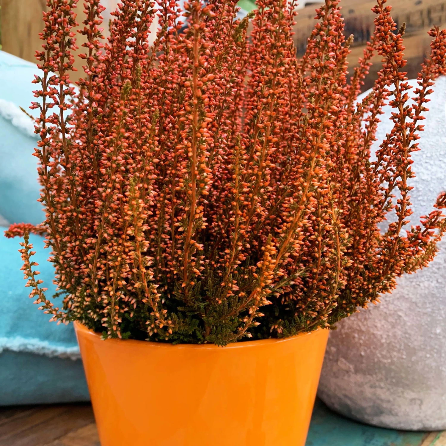 Knospenheide 'Picasso' Gefärbt, Farben Zufällig, Topf-Ø 12 Cm, 6er-Set 13 Knospenheide 'Picasso' Gefärbt, Farben Zufällig, Topf-Ø 12 Cm, 6er-Set – Bild 11