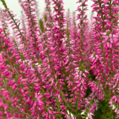 Knospenheide, Rot, Topf-Ø 17 Cm, 3er-Set 10 Knospenheide, Rot, Topf-Ø 17 Cm, 3er-Set -Garten Saat Verkäufe 0650100497 Calluna vulgaris T17 rot Knospenblueher 3erSet 4 125771