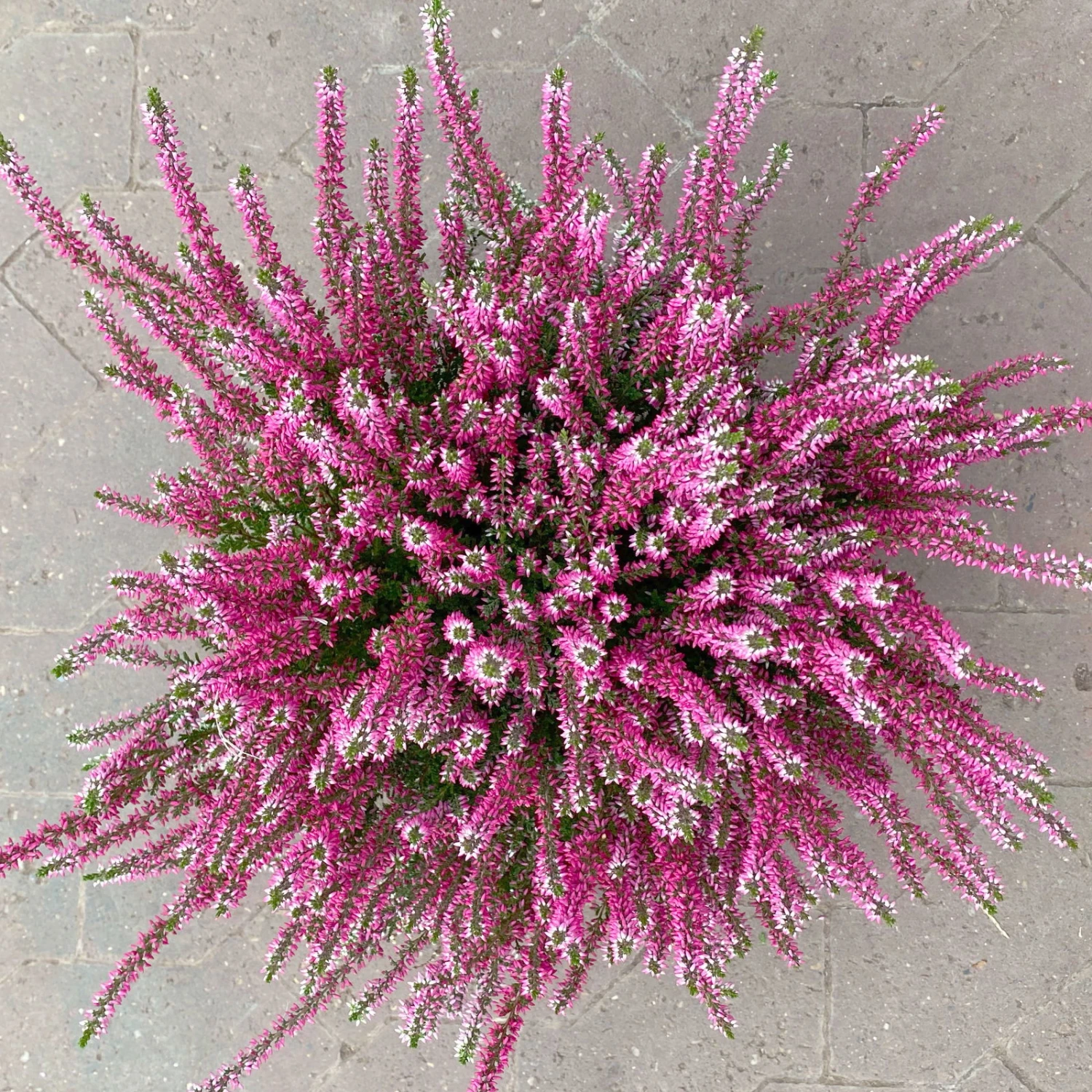 Knospenheide, Rot, Topf-Ø 17 Cm, 3er-Set 4 Knospenheide, Rot, Topf-Ø 17 Cm, 3er-Set – Bild 2