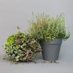 Heidepflanzen Mix, Farbe Variiert, Topf-Ø 15 Cm, 2er-Set -Garten Saat Verkäufe 0651200005 Heide Mix T15 H30 10 97299