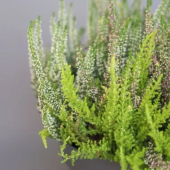 Heidepflanzen Mix, Farbe Variiert, Topf-Ø 15 Cm, 2er-Set -Garten Saat Verkäufe 0651200005 Heide Mix T15 H30 14 97297