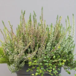 Heidepflanzen Mix, Farbe Variiert, Topf-Ø 15 Cm, 2er-Set -Garten Saat Verkäufe 0651200005 Heide Mix T15 H30 2 97296