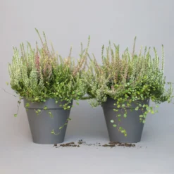 Heidepflanzen Mix, Farbe Variiert, Topf-Ø 15 Cm, 2er-Set -Garten Saat Verkäufe 0651200005 Heide Mix T15 H30 6 97298