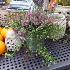 Knospenheide & Mühlenbeckia Mix Rosa, Topf-Ø 13cm, 6er-Set -Garten Saat Verkäufe 0651200026 Calluna Muehlenbeckia T13 rosa Set 2 81499