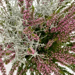 Knospenheide & Calocephalus Mix, 6er-Set, Rosa-rot-silbergrau, Topf 13 Cm Ø 13 Knospenheide & Calocephalus Mix, 6er-Set, Rosa-rot-silbergrau, Topf 13 Cm Ø -Garten Saat Verkäufe 0651200028 Calluna Calocephalus T13 6er Set 10 115245