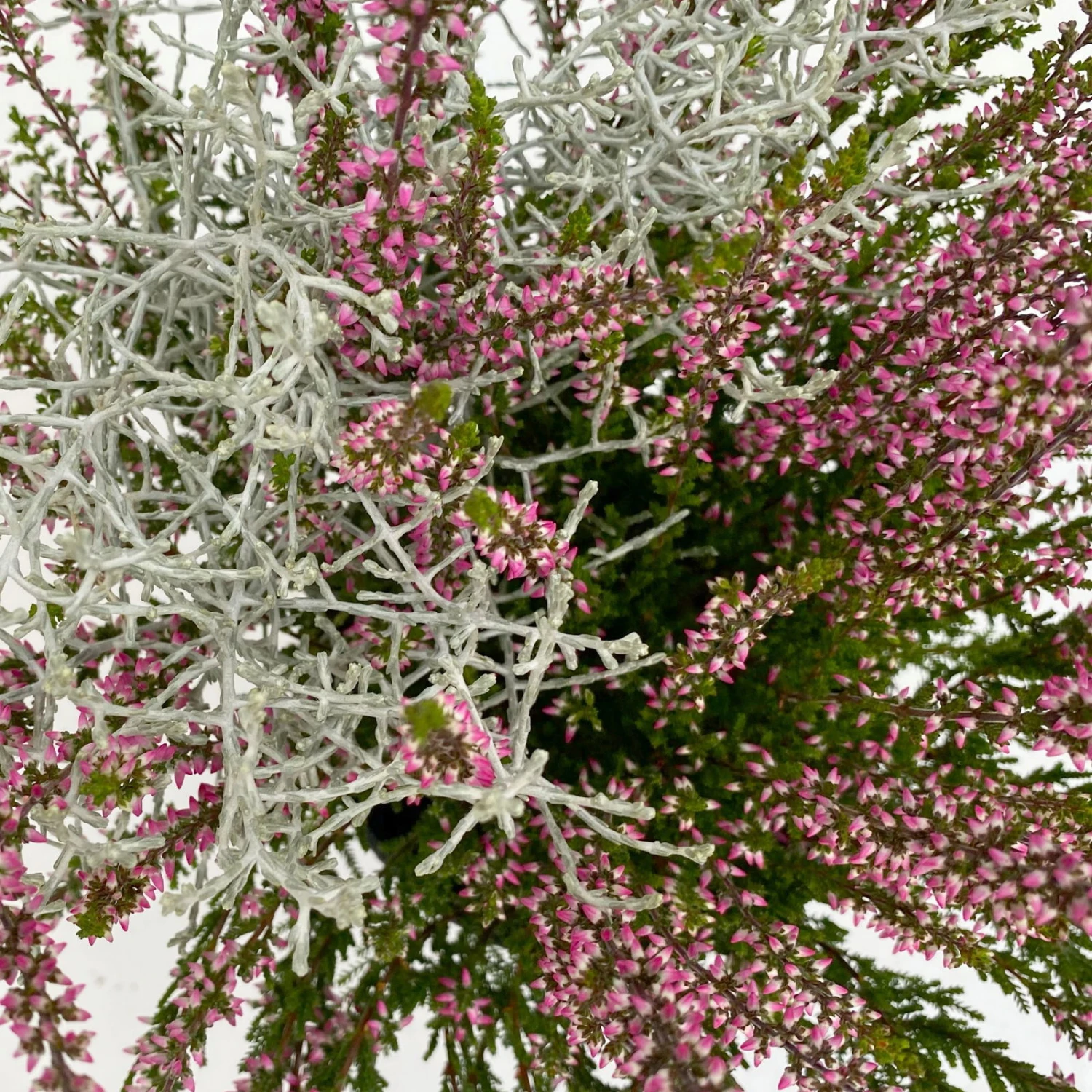 Knospenheide & Calocephalus Mix, 6er-Set, Rosa-rot-silbergrau, Topf 13 Cm Ø 7 Knospenheide & Calocephalus Mix, 6er-Set, Rosa-rot-silbergrau, Topf 13 Cm Ø – Bild 5