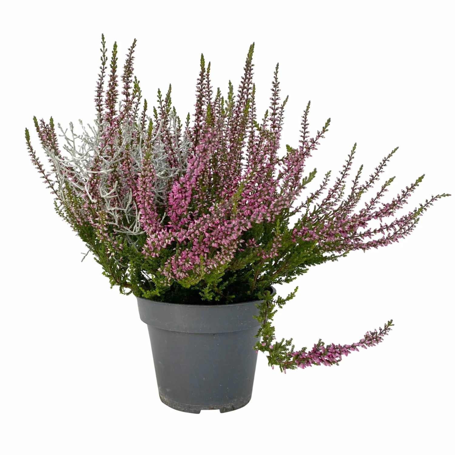 Knospenheide & Calocephalus Mix, 6er-Set, Rosa-rot-silbergrau, Topf 13 Cm Ø 3 Knospenheide & Calocephalus Mix, 6er-Set, Rosa-rot-silbergrau, Topf 13 Cm Ø