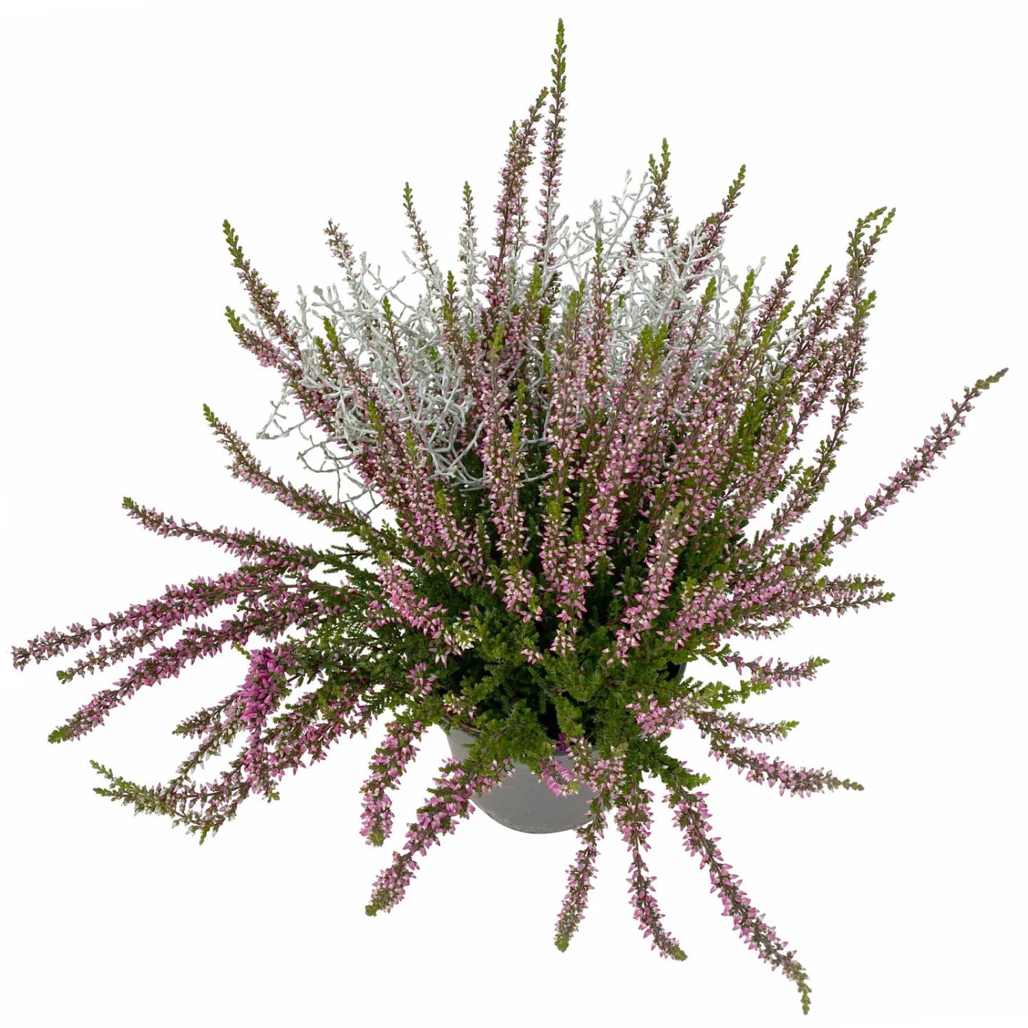 Knospenheide & Calocephalus Mix, 6er-Set, Rosa-rot-silbergrau, Topf 13 Cm Ø 4 Knospenheide & Calocephalus Mix, 6er-Set, Rosa-rot-silbergrau, Topf 13 Cm Ø – Bild 2