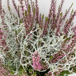 Knospenheide & Calocephalus Mix, 6er-Set, Rosa-rot-silbergrau, Topf 13 Cm Ø 12 Knospenheide & Calocephalus Mix, 6er-Set, Rosa-rot-silbergrau, Topf 13 Cm Ø -Garten Saat Verkäufe 0651200028 Calluna Calocephalus T13 6er Set 7 115244