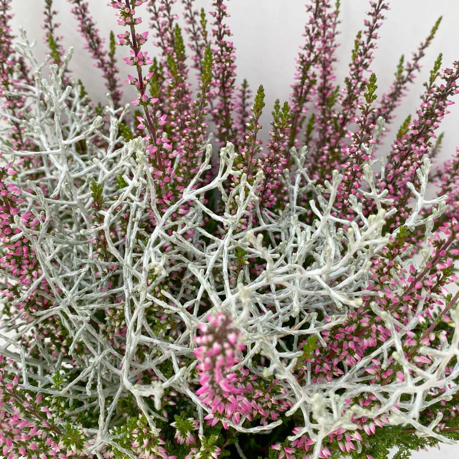 Knospenheide & Calocephalus Mix, 6er-Set, Rosa-rot-silbergrau, Topf 13 Cm Ø 6 Knospenheide & Calocephalus Mix, 6er-Set, Rosa-rot-silbergrau, Topf 13 Cm Ø – Bild 4