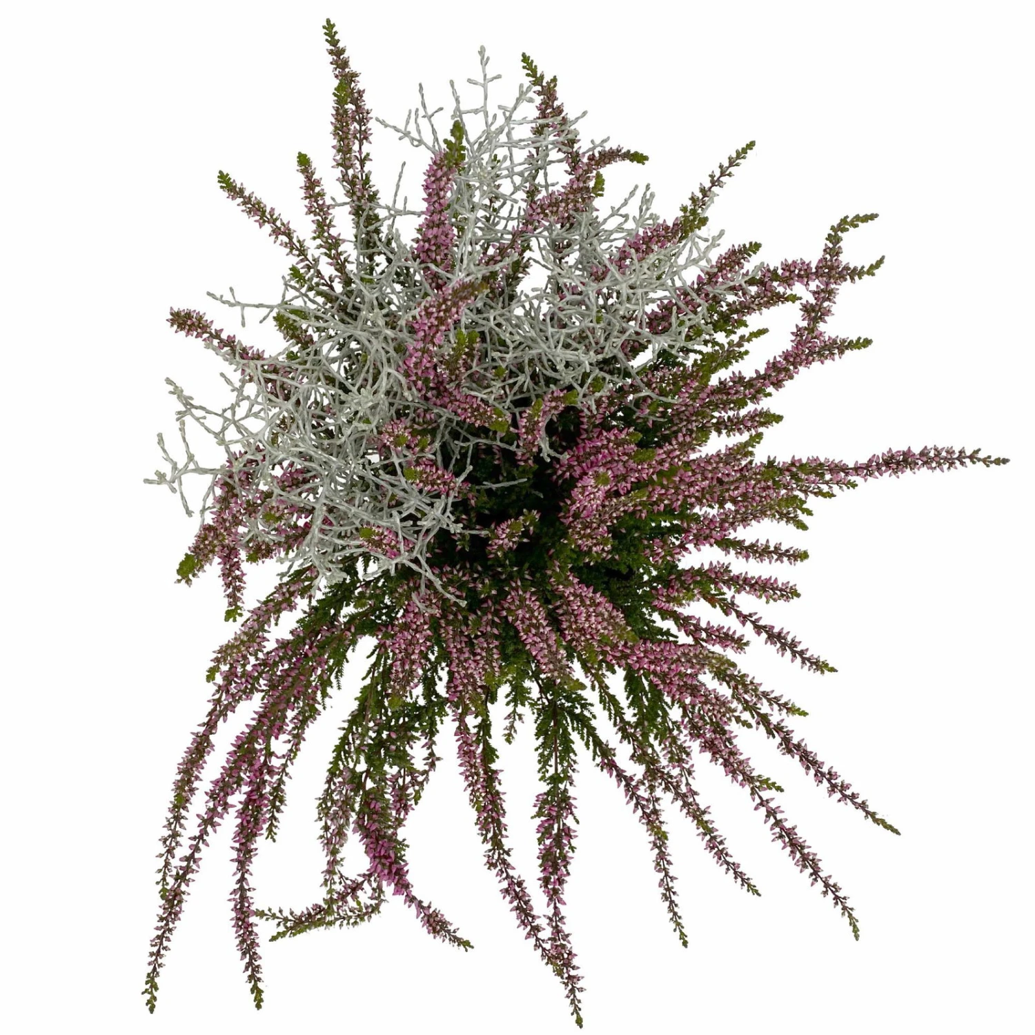 Knospenheide & Calocephalus Mix, 6er-Set, Rosa-rot-silbergrau, Topf 13 Cm Ø 5 Knospenheide & Calocephalus Mix, 6er-Set, Rosa-rot-silbergrau, Topf 13 Cm Ø – Bild 3