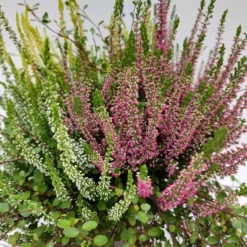 Heidepflanzen Mix, Farbe Variiert, Topf-Ø 15 Cm, 2er-Set -Garten Saat Verkäufe 0651200029 Heide Mix anthrazitfarbener Topf Set 2 4 81503