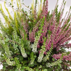 Heidepflanzen Mix, Farbe Variiert, Topf-Ø 15 Cm, 2er-Set -Garten Saat Verkäufe 0651200029 Heide Mix anthrazitfarbener Topf Set 2 5 81502