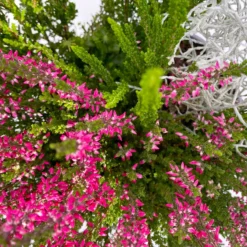 Heide-Mixtopf Mit Knospenheide Und Silberdraht, Topf 17 Cm Ø, 2er-Set -Garten Saat Verkäufe 0651200041 Calluna Mixtopf T17 2er Set Calluna rot Skyli Calocephalus 6 115247