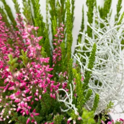 Heide-Mixtopf Mit Knospenheide Und Silberdraht, Topf 17 Cm Ø, 2er-Set -Garten Saat Verkäufe 0651200041 Calluna Mixtopf T17 2er Set Calluna rot Skyli Calocephalus 7 115246