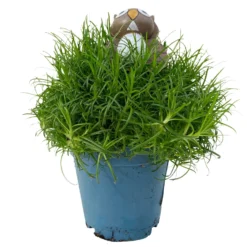 Sternmoos Mit Eulenstecker, Topf-Ø 6 Cm, 12er-Set -Garten Saat Verkäufe 0664300090 Sagina mit Eule T6 12er Set 2 116143