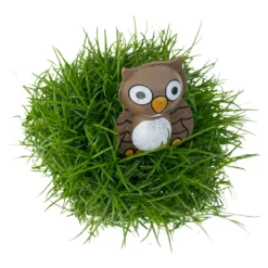 Sternmoos Mit Eulenstecker, Topf-Ø 6 Cm, 12er-Set