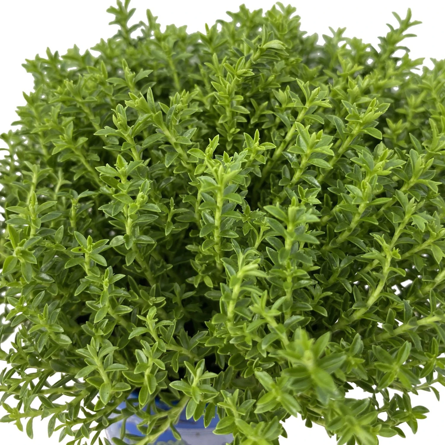 Hebe 'Green Boys®', Topf-Ø 6 Cm, 12er-Set 4 Hebe 'Green Boys®', Topf-Ø 6 Cm, 12er-Set – Bild 2