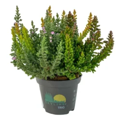 Besenheide SKYLINE® 'Trio', Mischung Zufällig, Topf-Ø 6 Cm, 12er-Set