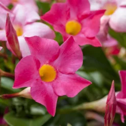 Dipladenie Rosa, Busch, Topf-Ø 13/14 Cm, 3er-Set 13 Dipladenie Rosa, Busch, Topf-Ø 13/14 Cm, 3er-Set -Garten Saat Verkäufe 0670110015 0670110022 0670110028 0670110053 0670110127 0670110133 0670110139 0670110163 0670110156 0670110211 0670110217 Dipladenia Busch rosa 76808