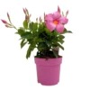 Dipladenie Rosa, Busch, Topf-Ø 13/14 Cm, 3er-Set 2 Dipladenie Rosa, Busch, Topf-Ø 13/14 Cm, 3er-Set -Garten Saat Verkäufe 0670110217 Dipladenia Busch rosa 3er Set 1 111119