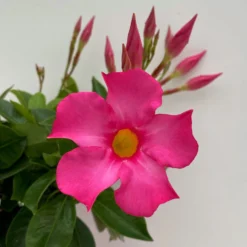 Dipladenie Rosa, Busch, Topf-Ø 13/14 Cm, 3er-Set 12 Dipladenie Rosa, Busch, Topf-Ø 13/14 Cm, 3er-Set -Garten Saat Verkäufe 0670110217 Dipladenia Busch rosa 3er Set 5 111030