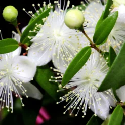 Myrte Weiß, Stamm, Topf-Ø 19 Cm -Garten Saat Verkäufe 0670200102 0670200103 0670200105 0670200111 Myrtus microphylla T19 Stamm 109764