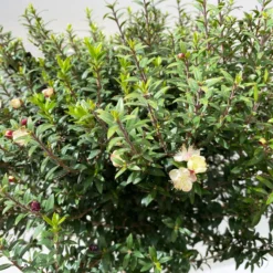 Myrte Weiß, Stamm, Topf-Ø 19 Cm -Garten Saat Verkäufe 0670200102 Myrtus microphylla T19 4 112226