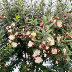 Myrte Weiß, Stamm, Topf-Ø 19 Cm -Garten Saat Verkäufe 0670200102 Myrtus microphylla T19 8 112227