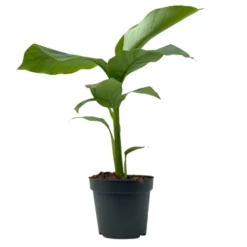 Bananenpflanze, Topf-Ø 17 Cm, Höhe Ca. 60 Cm, 2er-Set -Garten Saat Verkäufe 0680100202 0680100219 Musa basjo 4 112229