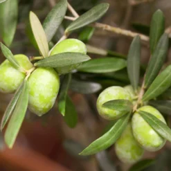Olivenbaum 'Bonsai', Stämmchen, Topf-Ø 25 Cm, Höhe Ca. 110 Cm 10 Olivenbaum 'Bonsai', Stämmchen, Topf-Ø 25 Cm, Höhe Ca. 110 Cm -Garten Saat Verkäufe 0680200048 0680200051 0680200054 0680200057 0680200061 0680200075 Koelle Olea europaea Busch1 76776 1