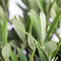 Olivenbaum 'Bonsai', Stämmchen, Topf-Ø 25 Cm, Höhe Ca. 110 Cm 11 Olivenbaum 'Bonsai', Stämmchen, Topf-Ø 25 Cm, Höhe Ca. 110 Cm -Garten Saat Verkäufe 0680200048 0680200051 0680200054 0680200057 0680200061 0680200075 Koelle Olea europaea Busch 76777 1