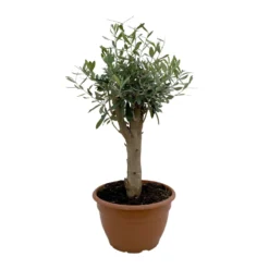 Olivenbaum 'Bonsai', Stämmchen, Topf-Ø 25 Cm, Höhe Ca. 110 Cm