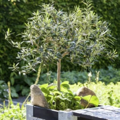 Olivenbaum, Stamm, Topf-Ø 22 Cm, Höhe Ca. 100 Cm -Garten Saat Verkäufe 0680200057 0680200075 Olivenstaemmchen Stimmung 76778