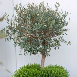 Olivenbaum, Busch, Topf-Ø 15 Cm, Höhe Ca. 30 Cm -Garten Saat Verkäufe 0680200061 Koelle Olea europaea Busch 15 cm Topf 81760