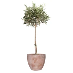 Olivenbaum, Stamm, Topf-Ø 22 Cm, Höhe Ca. 100 Cm -Garten Saat Verkäufe 0680200069 Koelle Olea europea Stamm T22 H100 78560