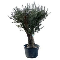 Olivenbaum, Stamm, Topf-Ø Ca. 60 Cm, Höhe Mind. 170 Cm -Garten Saat Verkäufe 0680200104 Koelle Olea europaea Bonsai 7 109383