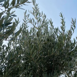 Olivenbaum, Stamm, Topf-Ø Ca. 60 Cm, Höhe Mind. 170 Cm -Garten Saat Verkäufe 0680200104 Koelle Olea europaea Bonsai 9 109302