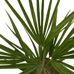 Chamaerops Humilis, Topf-Ø 19 Cm, Höhe Ca. 60 Cm -Garten Saat Verkäufe 0680300033 Chamaerops humilis T19 7 106017