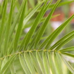 Dattelpalme, Topf-Ø 25 Cm, Höhe Ca. 120 Cm