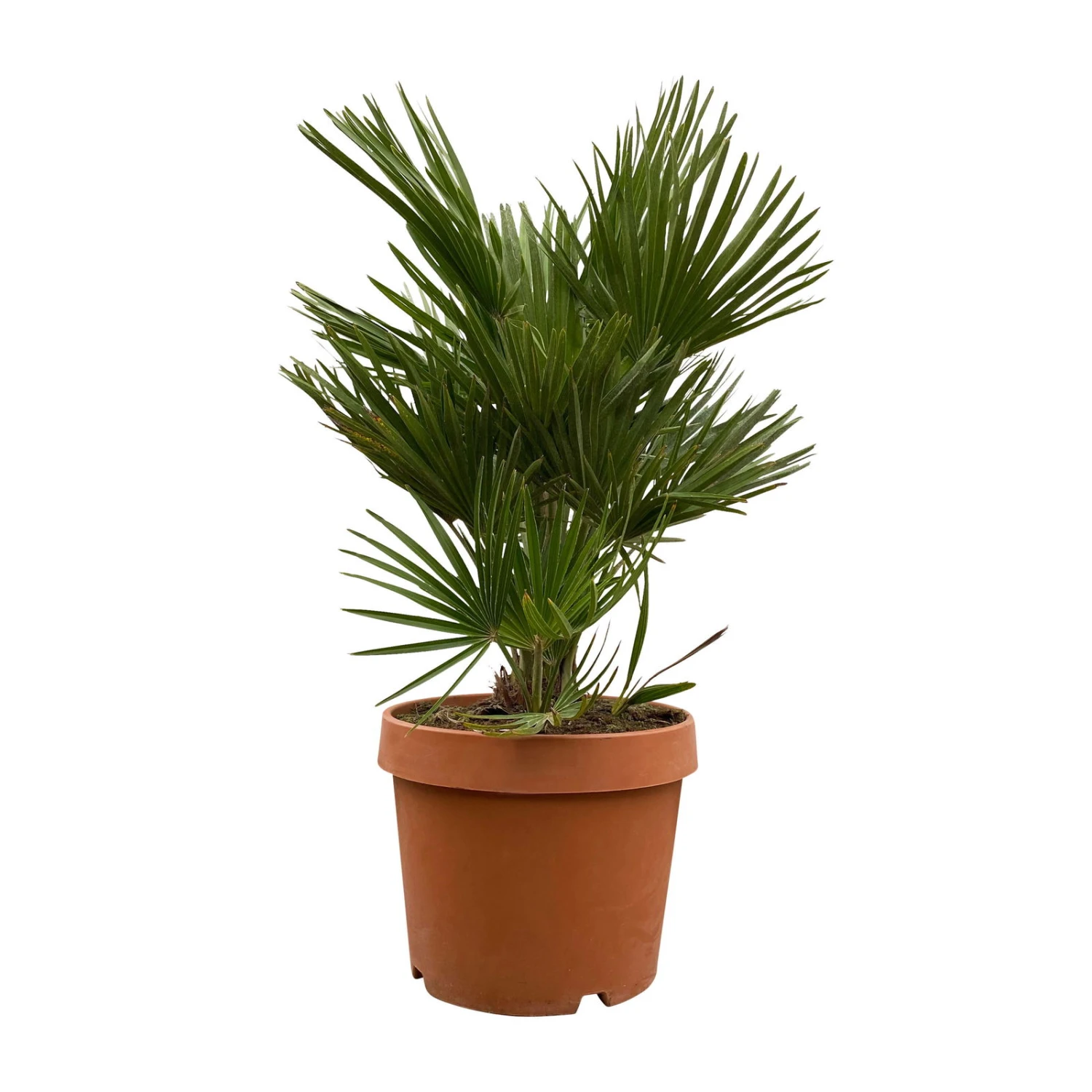 Chamaerops Humilis 'Sicilia', Topf-Ø 26 Cm, Höhe Ca. 100 Cm 4 Chamaerops Humilis 'Sicilia', Topf-Ø 26 Cm, Höhe Ca. 100 Cm – Bild 2