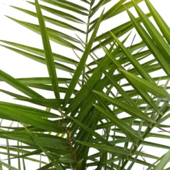 Dattelpalme, Topf-Ø 20 Cm, Höhe Ca. 90 Cm -Garten Saat Verkäufe 0680300059 Phoenix canariensis T1819 H80 100 2 78694 1