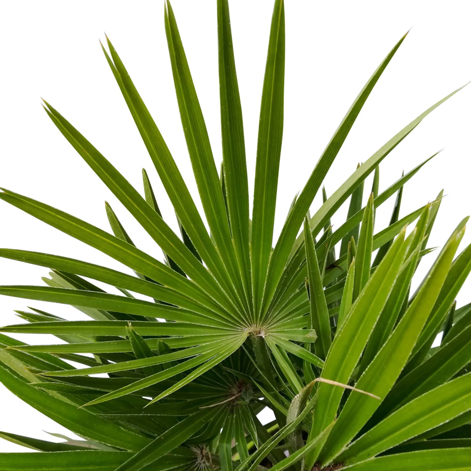 Chamaerops Humilis, Topf-Ø 40 Cm, Höhe Ca. 100 Cm 3 Chamaerops Humilis, Topf-Ø 40 Cm, Höhe Ca. 100 Cm