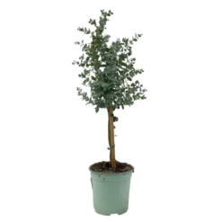 Eukalyptus, Stamm, Topf-Ø 17 Cm, Höhe Ca. 60 Cm -Garten Saat Verkäufe 0680400002 Eucalyptus gunnii Stamm T17 2 107142