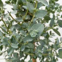 Eukalyptus, Stamm, Topf-Ø 17 Cm, Höhe Ca. 60 Cm -Garten Saat Verkäufe 0680400002 Eucalyptus gunnii Stamm T17 3 106634