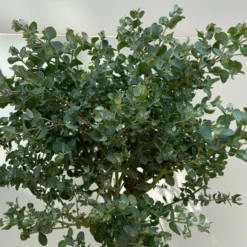 Eukalyptus, Stamm, Topf-Ø 17 Cm, Höhe Ca. 60 Cm -Garten Saat Verkäufe 0680400002 Eucalyptus gunnii Stamm T17 5 114146
