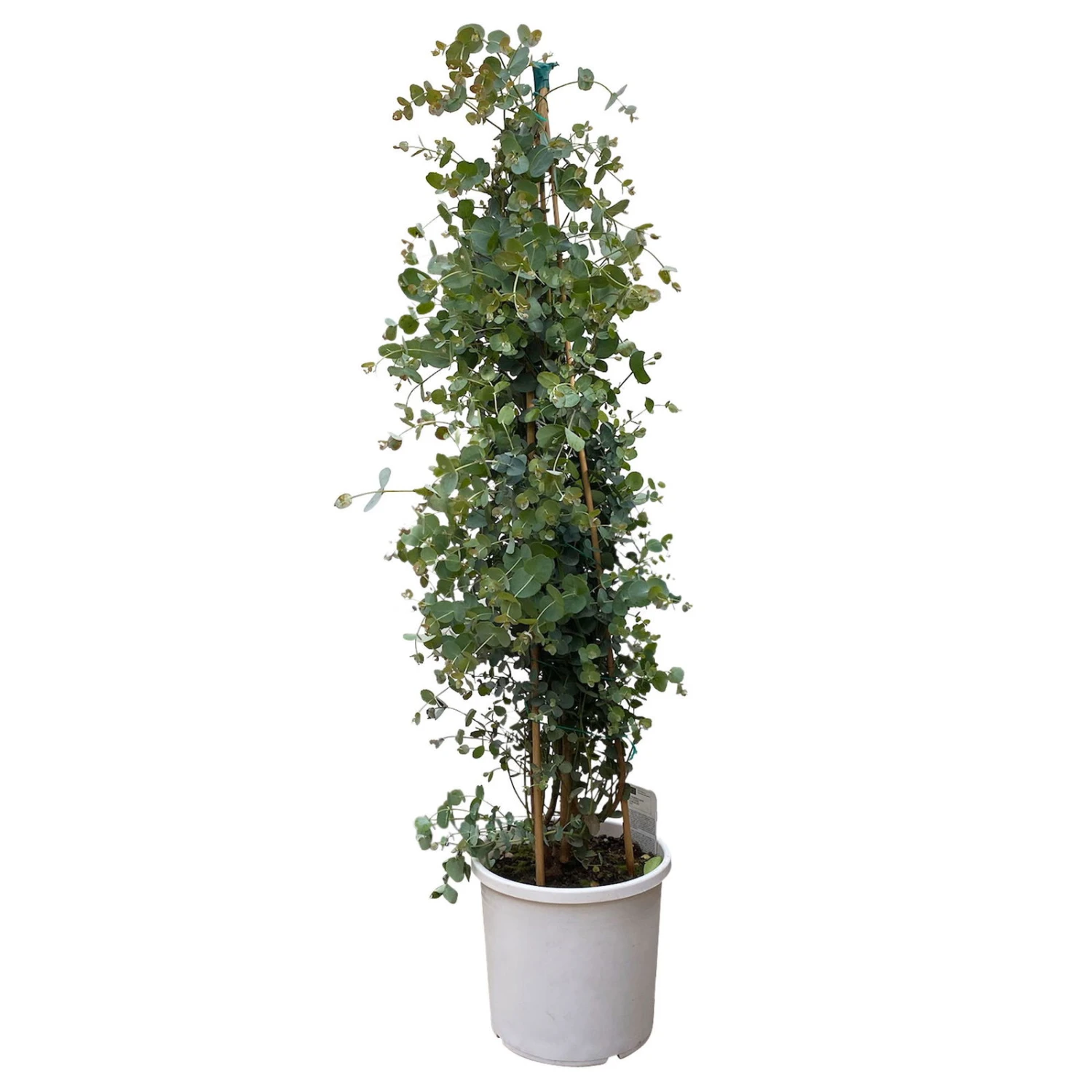 Eukalyptus, Pyramide, Topf-Ø 24 Cm, Höhe Ca. 90 Cm 4 Eukalyptus, Pyramide, Topf-Ø 24 Cm, Höhe Ca. 90 Cm – Bild 2