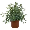 Eukalyptus, Busch, Topf-Ø 19 Cm, Höhe Ca. 45 Cm -Garten Saat Verkäufe 0680400016 Eucalyptus gunnii Busch T19 2 107145