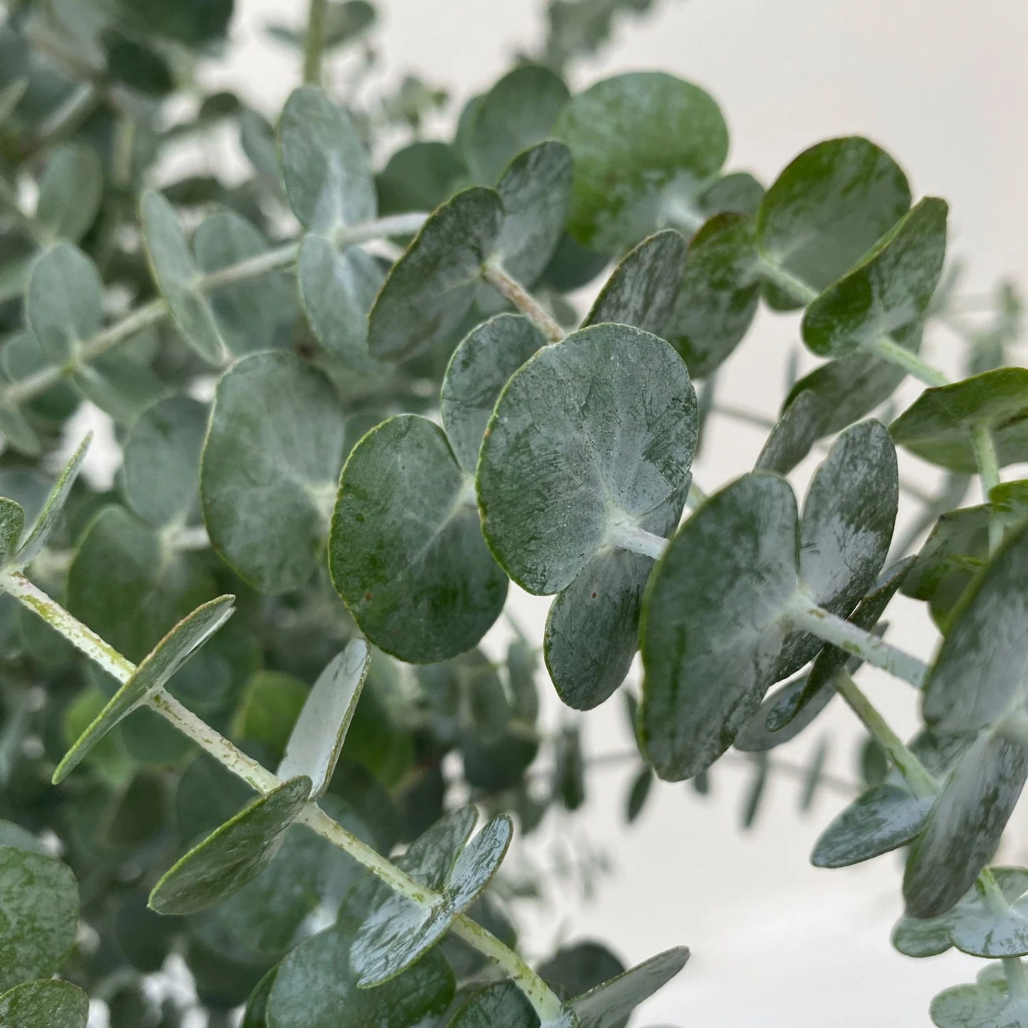 Eukalyptus 'Baby Blue', Busch, Topf-Ø 20 Cm 4 Eukalyptus 'Baby Blue', Busch, Topf-Ø 20 Cm – Bild 2